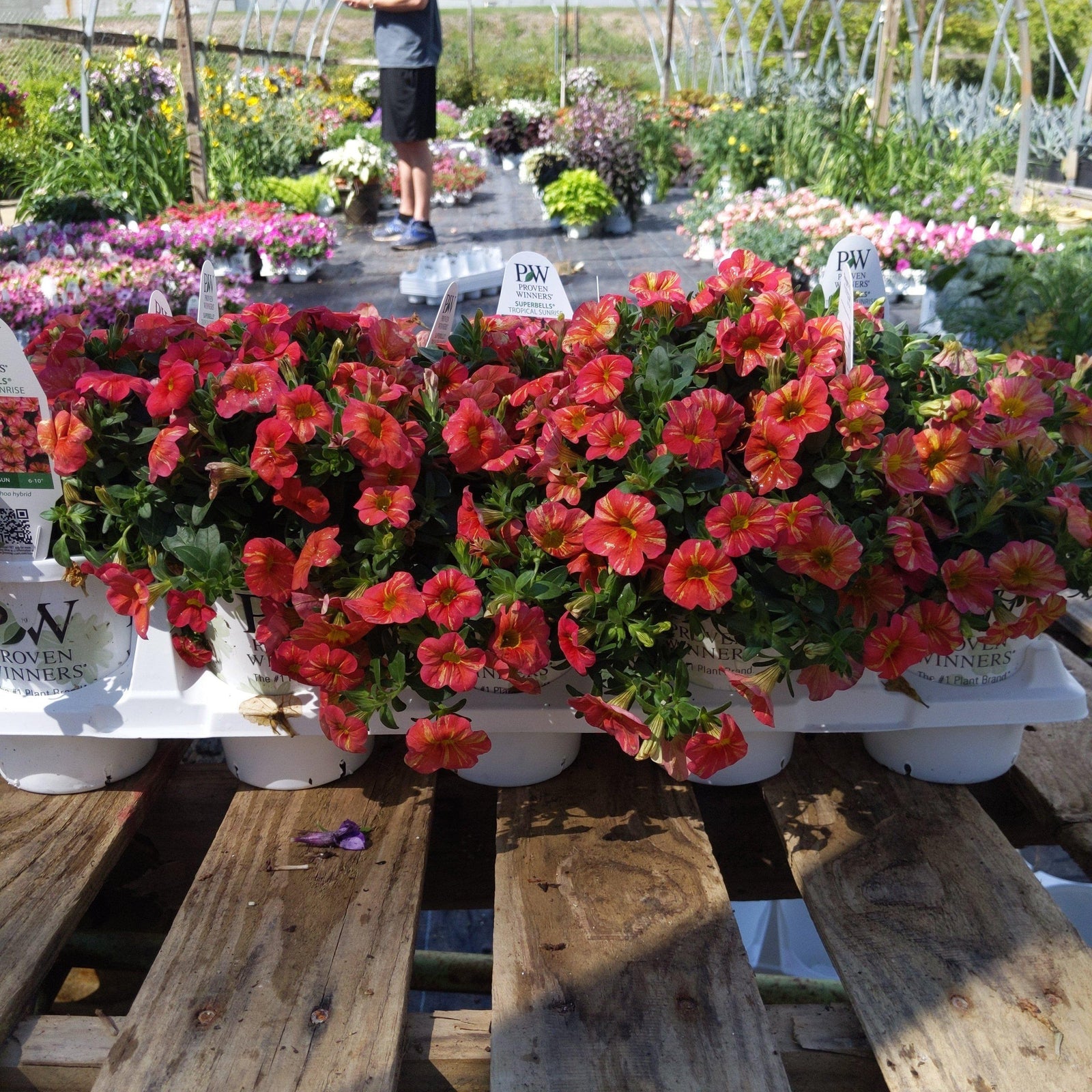 Calibrachoa hybrid ~ Superbells Tropical Sunrise - Delivered By ServeScape