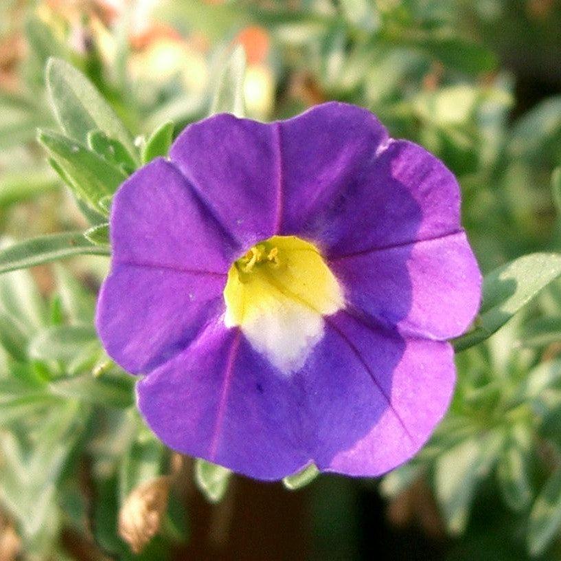 Calibrachoa 'Wescain' ~ Calitastic® Indigo Calibrachoa-ServeScape