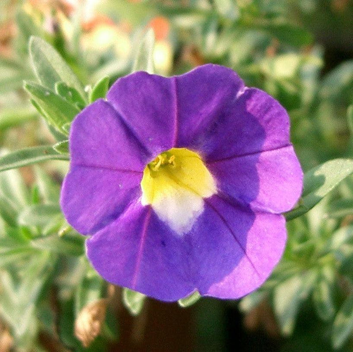 Calibrachoa 'Wescain' ~ Calitastic® Indigo Calibrachoa-ServeScape