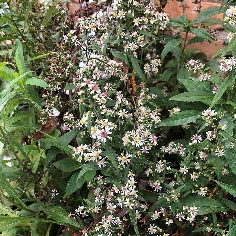 Symphyotrichum lateriflorus ~ Calico Aster-ServeScape