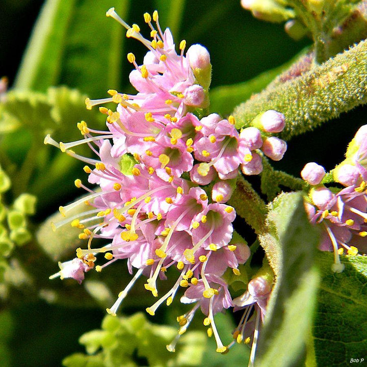 Callicarpa americana ~ American Beautyberry-ServeScape