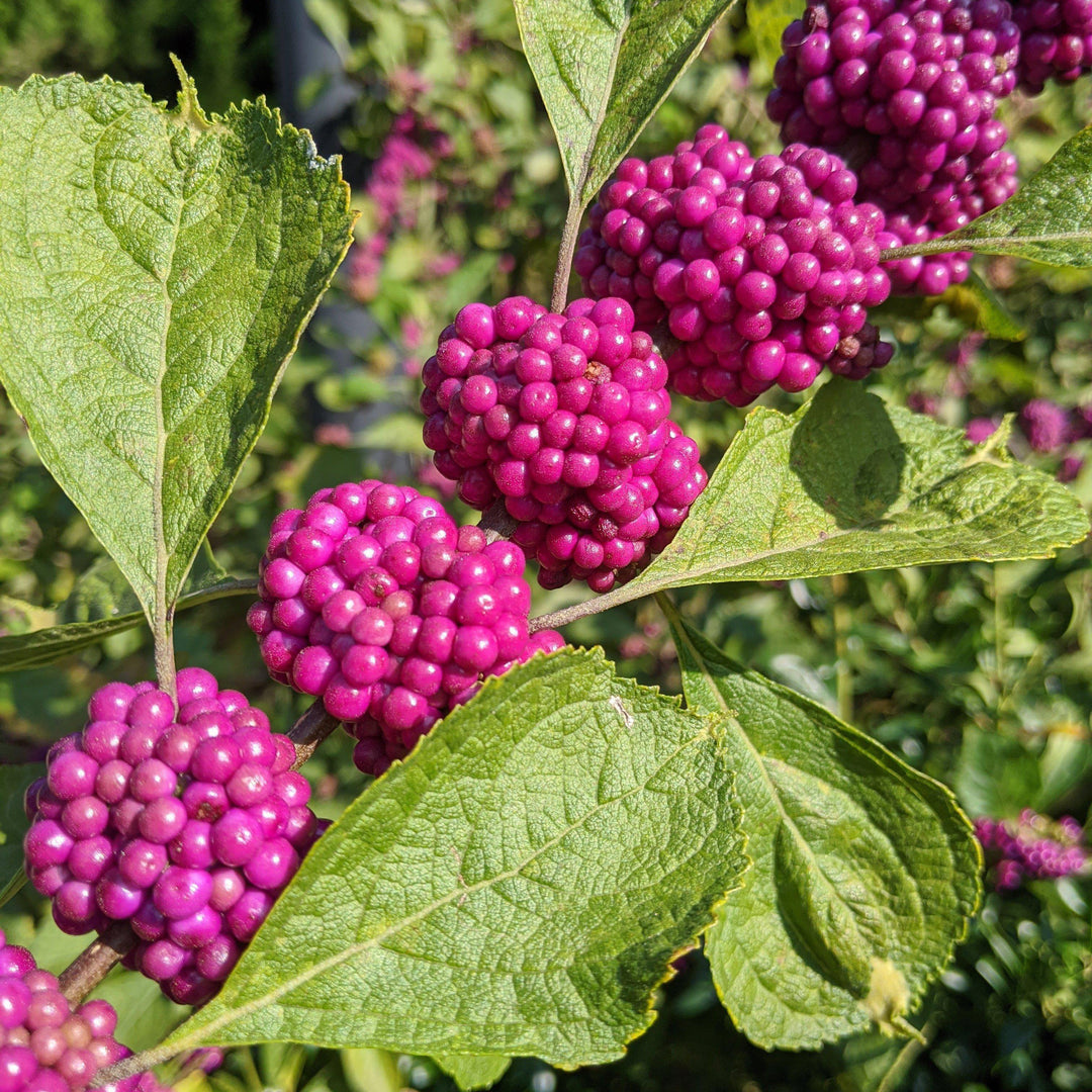 Callicarpa americana ~ American Beautyberry-ServeScape