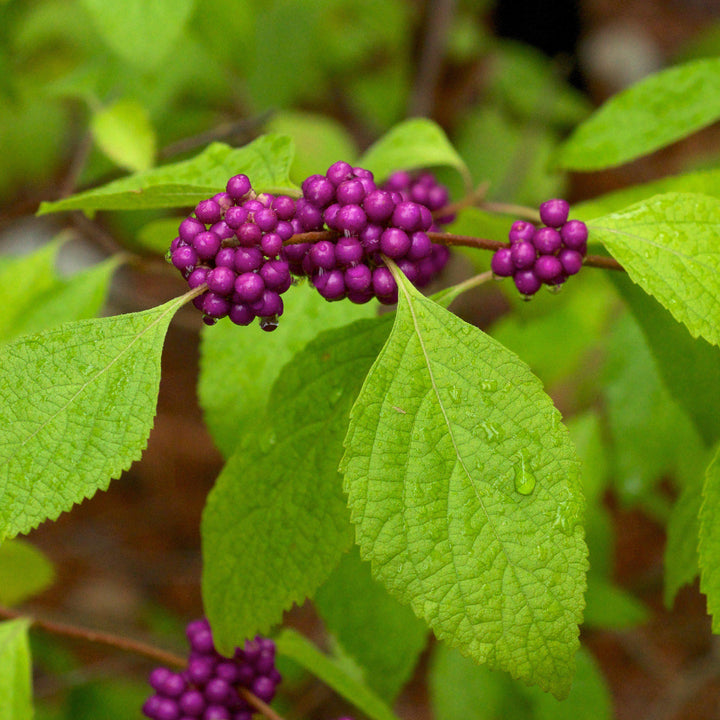 Callicarpa americana ~ American Beautyberry-ServeScape