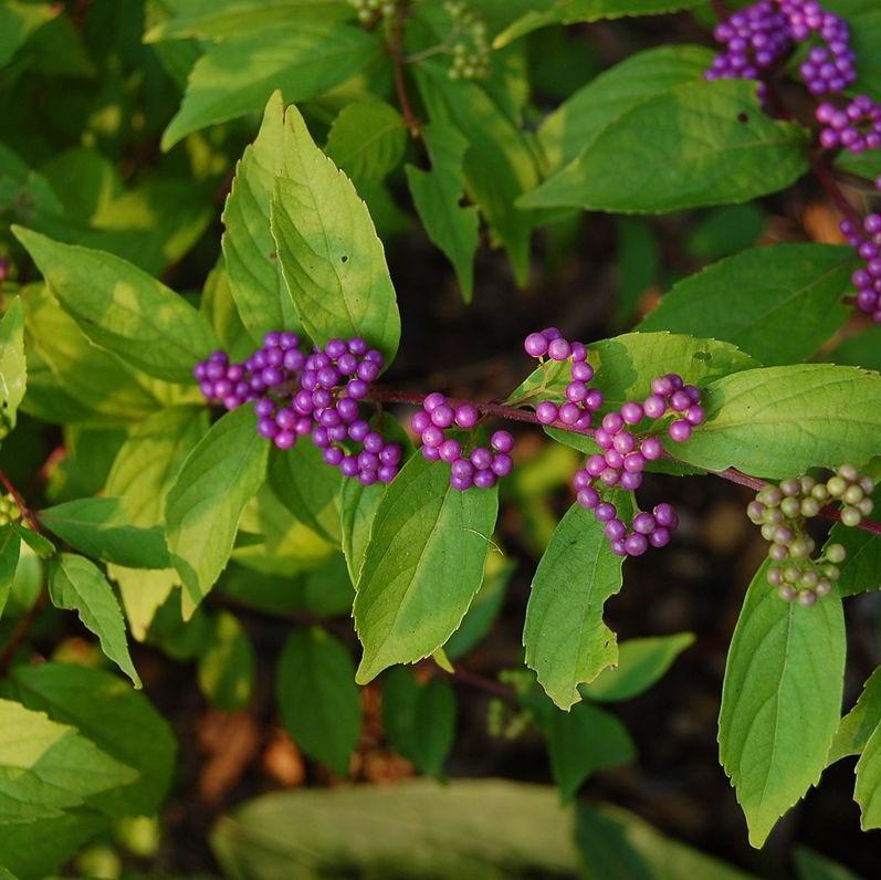 Callicarpa dichotoma 'Early Amethyst' ~ Early Amethyst Beautyberry-ServeScape