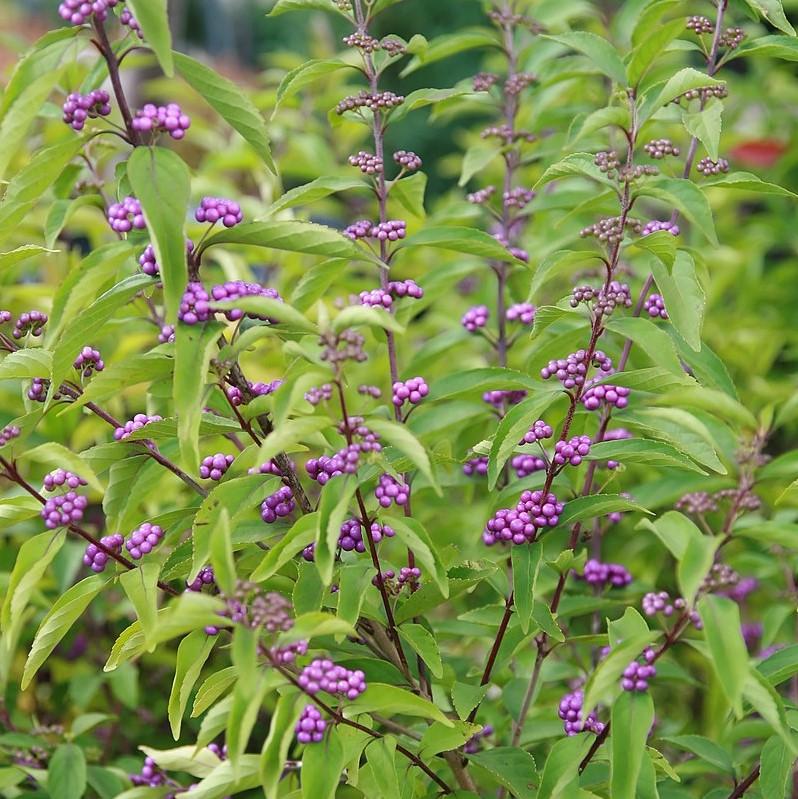 Callicarpa dichotoma 'Early Amethyst' ~ Early Amethyst Beautyberry-ServeScape