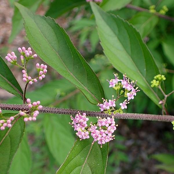 Callicarpa dichotoma 'Issai~ Issai Beautyberry-ServeScape