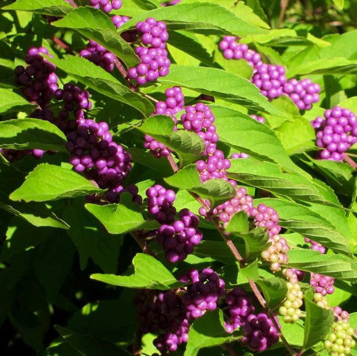 Callicarpa dichotoma 'Issai~ Issai Beautyberry-ServeScape