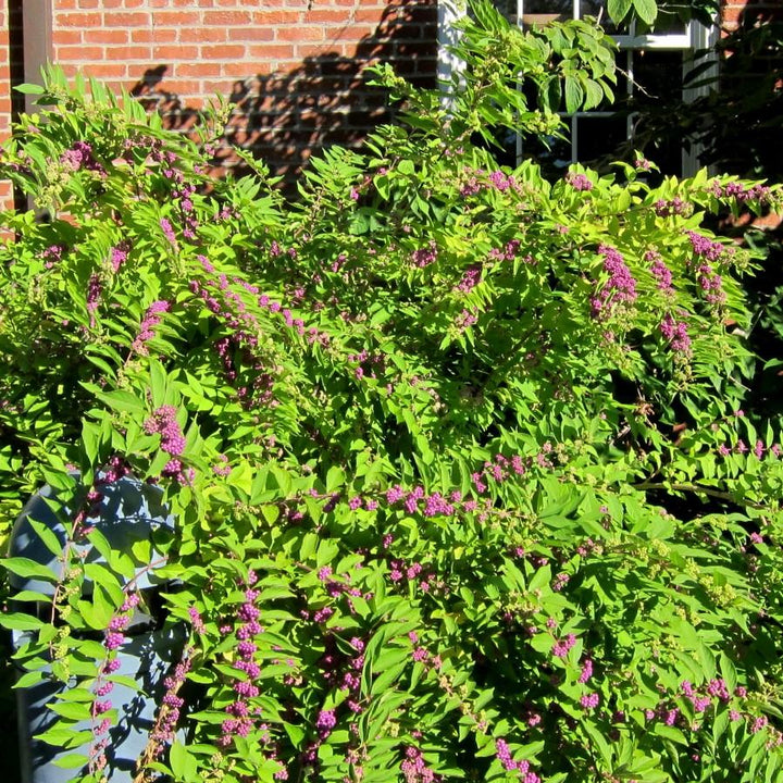 Callicarpa dichotoma 'Issai~ Issai Beautyberry-ServeScape