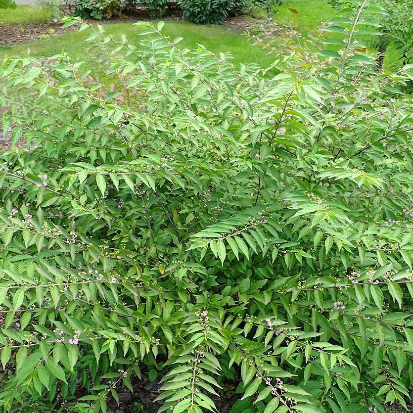 Callicarpa dichotoma 'Issai~ Issai Beautyberry-ServeScape