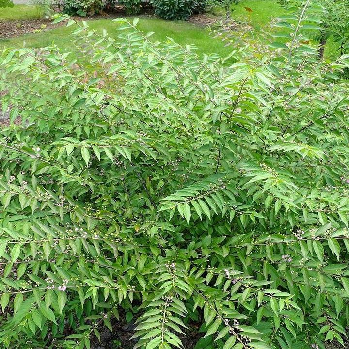 Callicarpa dichotoma 'Issai~ Issai Beautyberry-ServeScape