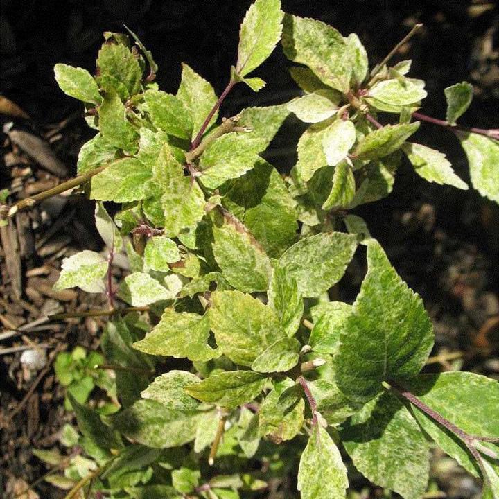 Callicarpa dichotoma 'Shiji Murasaki' ~ Wine Spritzer Beautyberry - Delivered By ServeScape