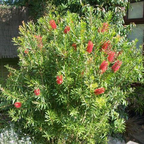 Calistemon 'Red Cluster'~ Red Cluster Bottlebrush-ServeScape