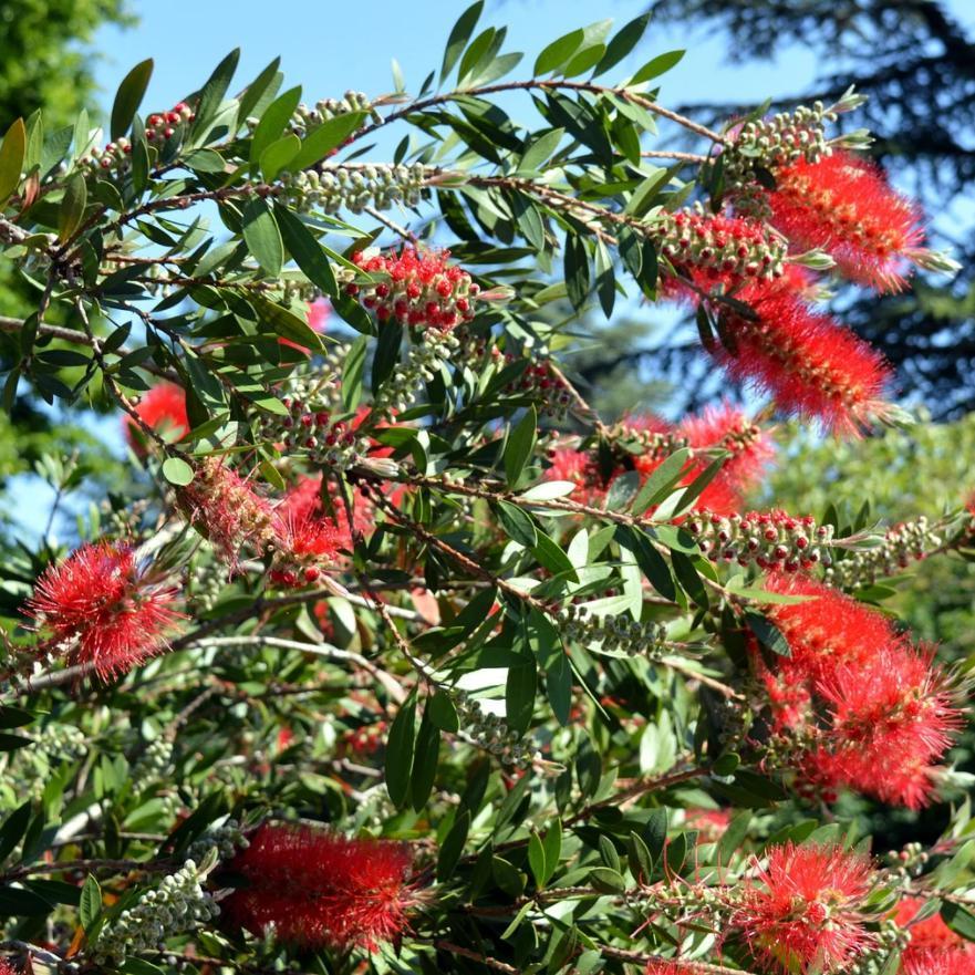 Callistemon 'Woodlander's Hardy' ~ Woodlander's Hardy Bottlebrush-ServeScape