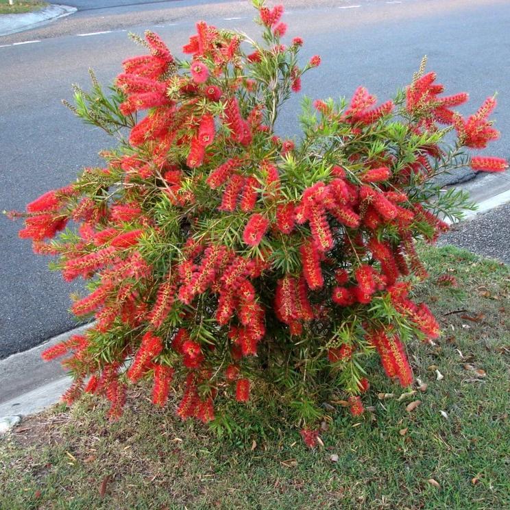 Callistemon 'Woodlander's Hardy' ~ Woodlander's Hardy Bottlebrush - Delivered By ServeScape