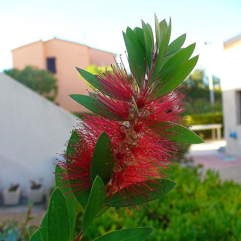 Callistemon 'Semmes Hardy' ~ Semmes Hardy Bottlebrush-ServeScape