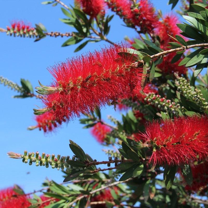 callistemon citrinus ~ Red Bottlebrush-ServeScape