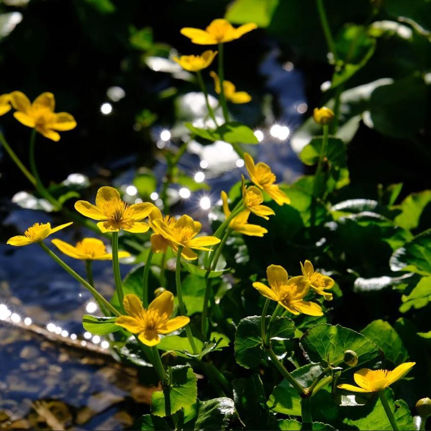Caltha palustris ~ Marsh Marigold-ServeScape
