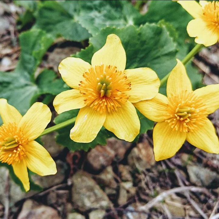 Caltha palustris ~ Marsh Marigold-ServeScape