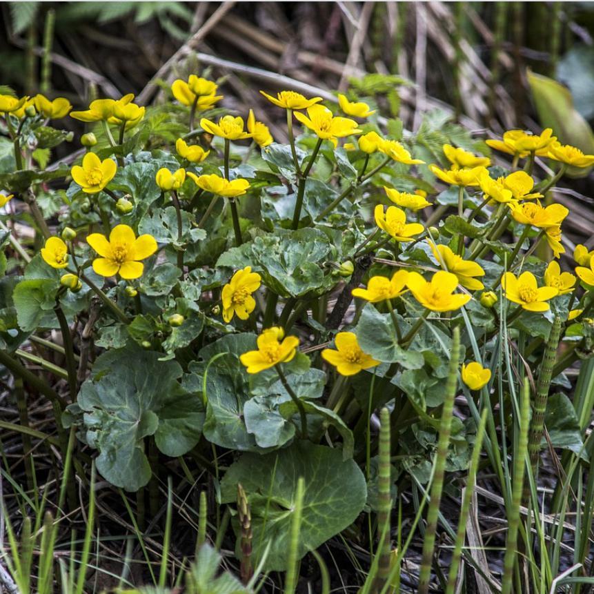 Caltha palustris ~ Marsh Marigold-ServeScape