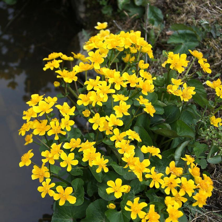 Caltha palustris ~ Marsh Marigold-ServeScape