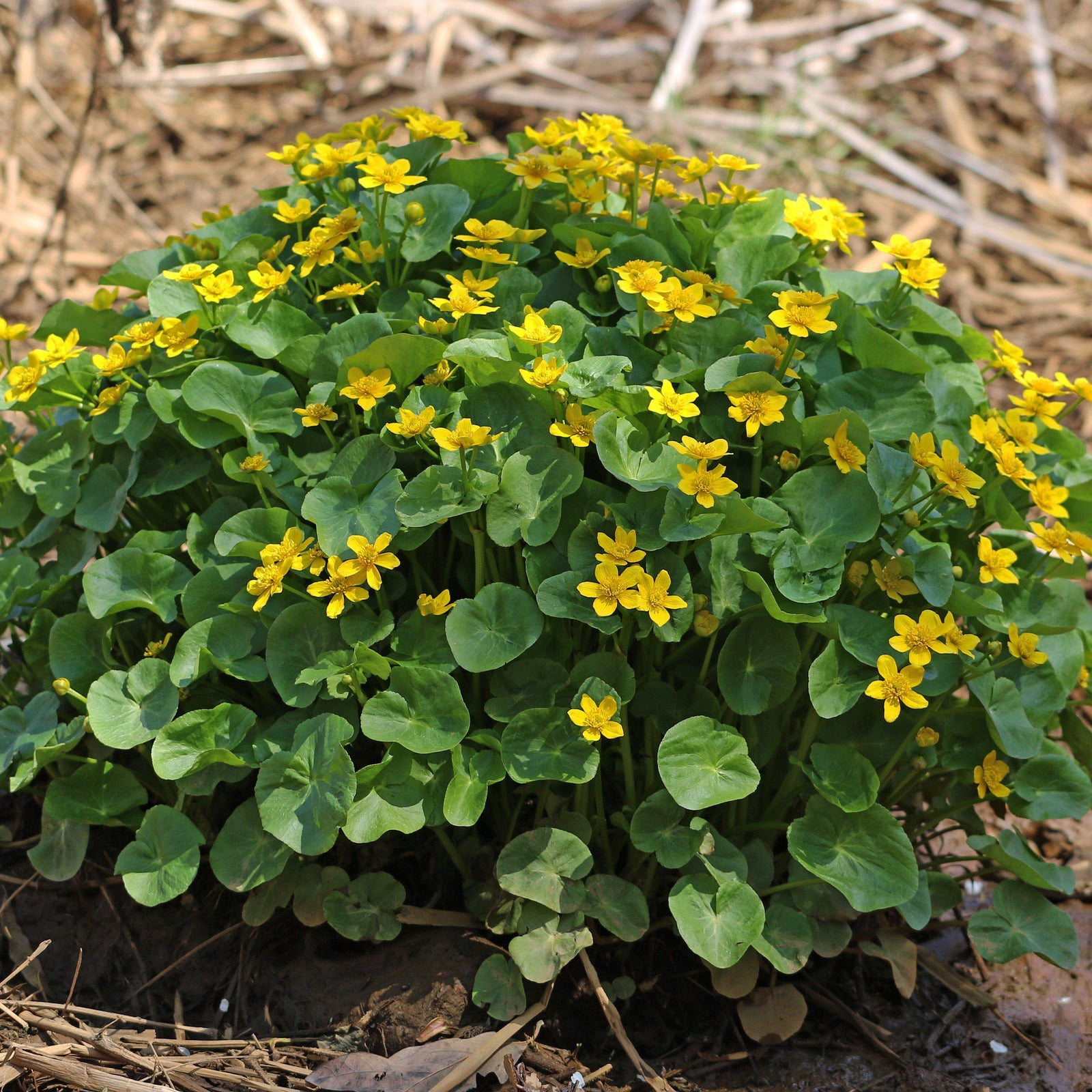 Caltha palustris ~ Marsh Marigold - Delivered By ServeScape