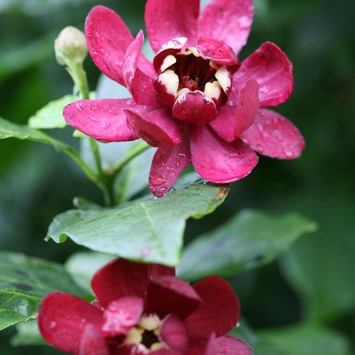 Calycanthus 'Aphrodite' ~ Aphrodite Sweetshrub-ServeScape