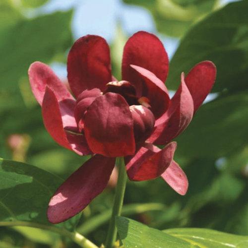 Calycanthus 'Aphrodite' ~ Aphrodite Sweetshrub - Delivered By ServeScape