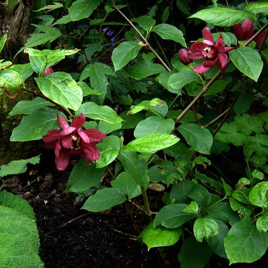 Calycanthus 'Hartlage Wine' ~ Hartlage Wine Sweetshrub-ServeScape