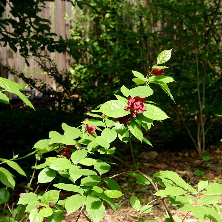 Calycanthus 'Hartlage Wine' ~ Hartlage Wine Sweetshrub-ServeScape
