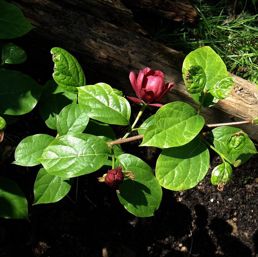 Calycanthus 'Hartlage Wine' ~ Hartlage Wine Sweetshrub-ServeScape