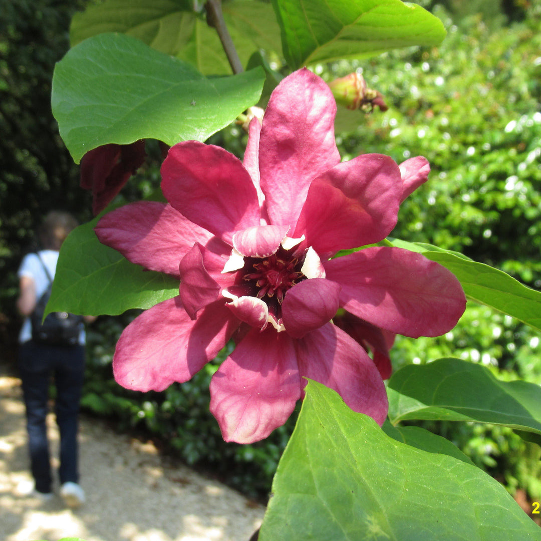 Calycanthus 'Hartlage Wine' ~ Hartlage Wine Sweetshrub-ServeScape