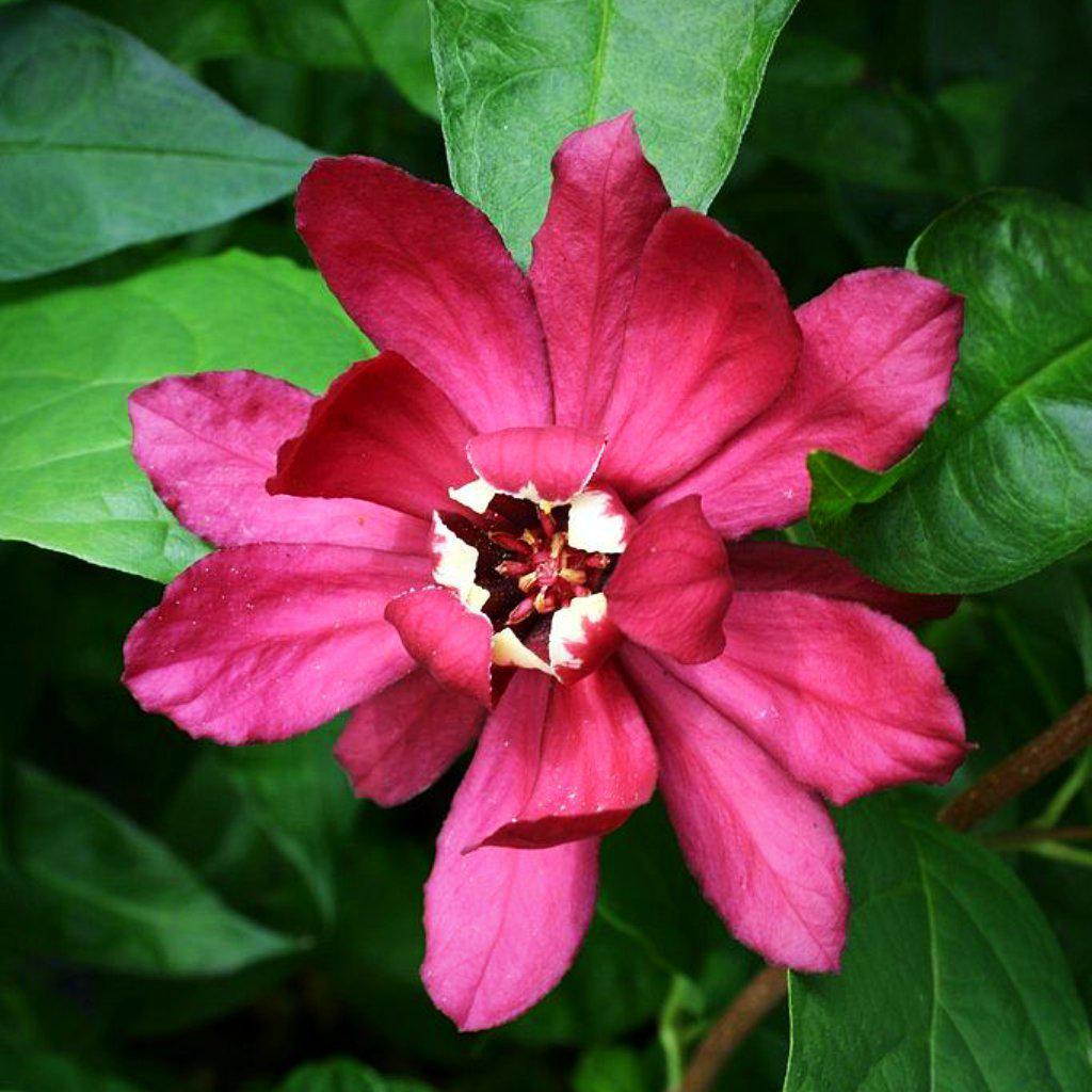 Calycanthus 'Hartlage Wine' - Delivered By ServeScape
