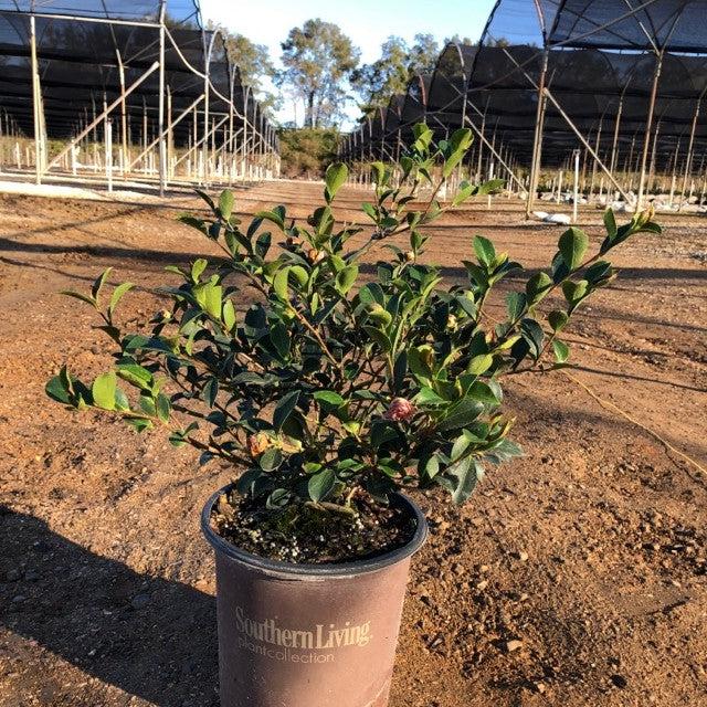 Camellia sasanqua ‘Green 01-006’ ~ October Magic® Carpet™ Camellia-ServeScape