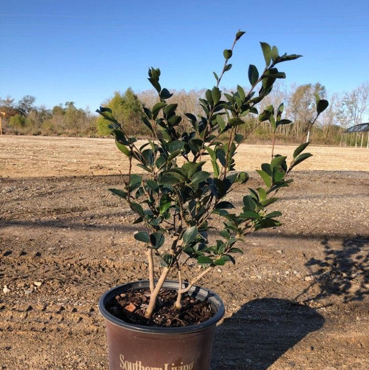 Camellia sasanqua 'Green S99-016' PP24887 ~ October Magic® Ivory™ Camellia-ServeScape