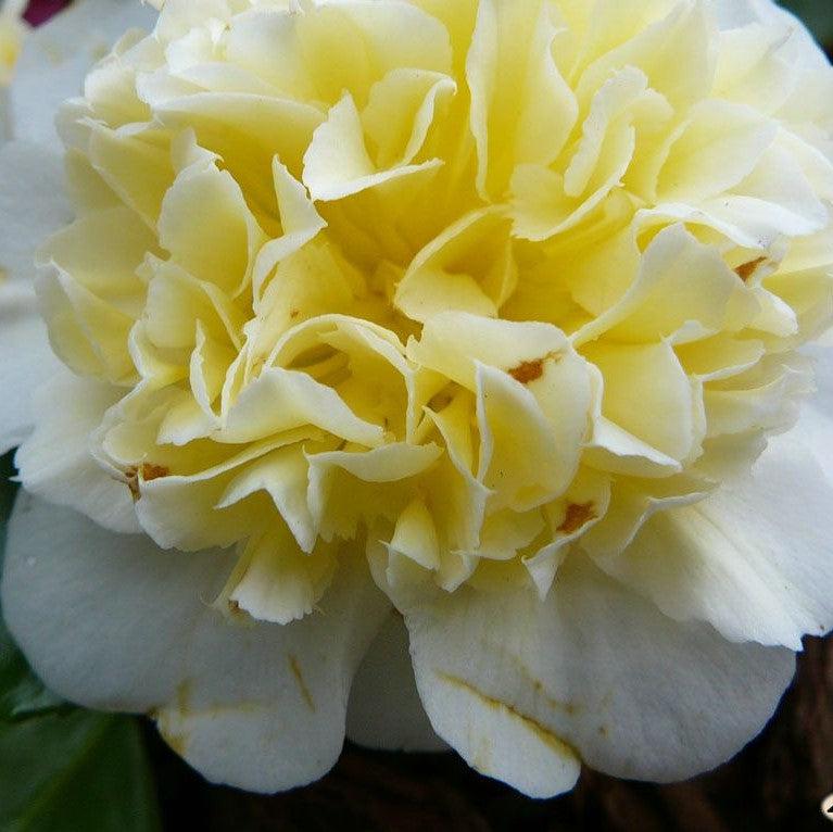Camellia japonica 'Brushfields Yellow' ~ Brushfields Yellow Camellia-ServeScape
