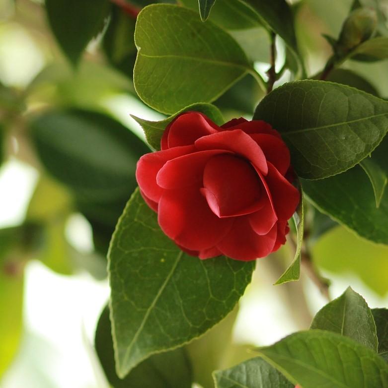 Camellia 'Red' ~ Red Camellia-ServeScape