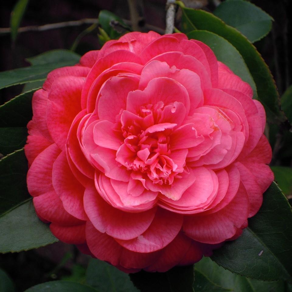 Camellia 'Red' ~ Red Camellia-ServeScape