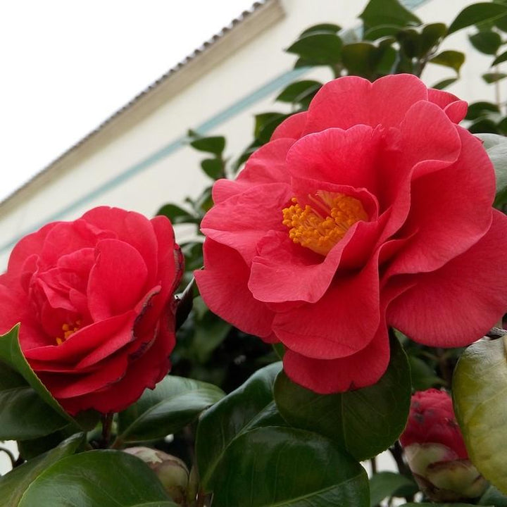 Camellia 'Red' ~ Red Camellia-ServeScape
