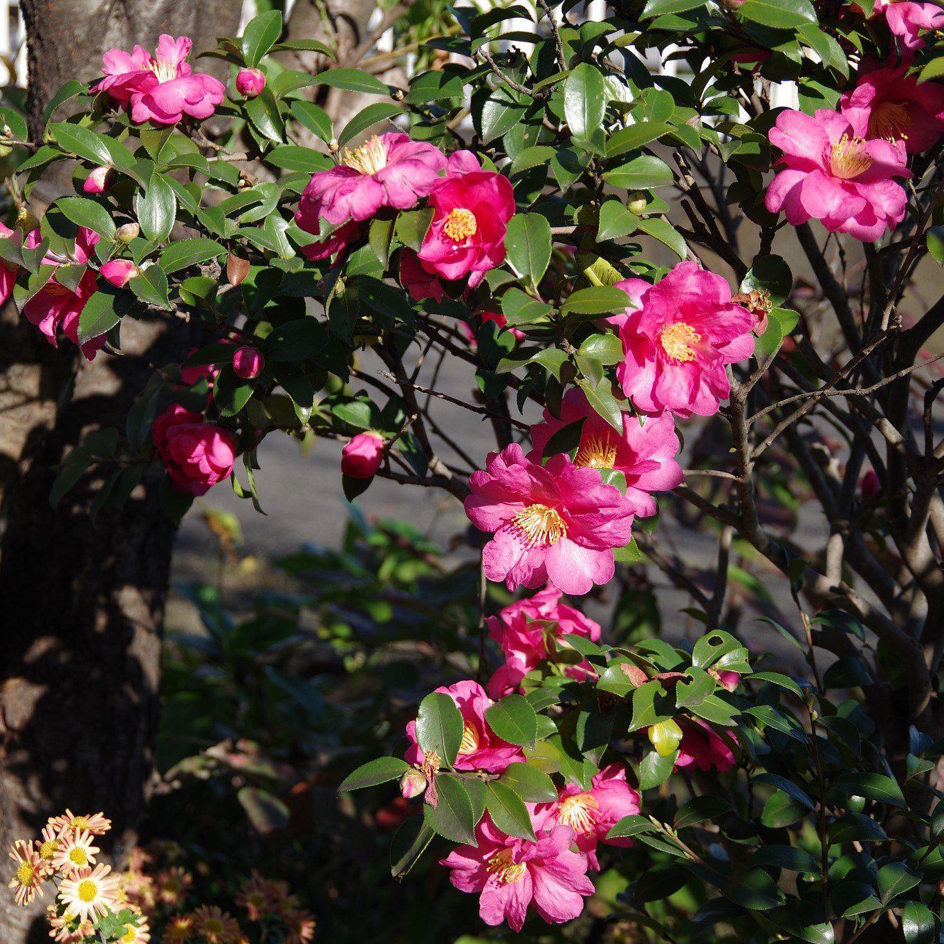 Camellia 'Winter's Fire' ~ Winter's Fire Camellia - Delivered By ServeScape
