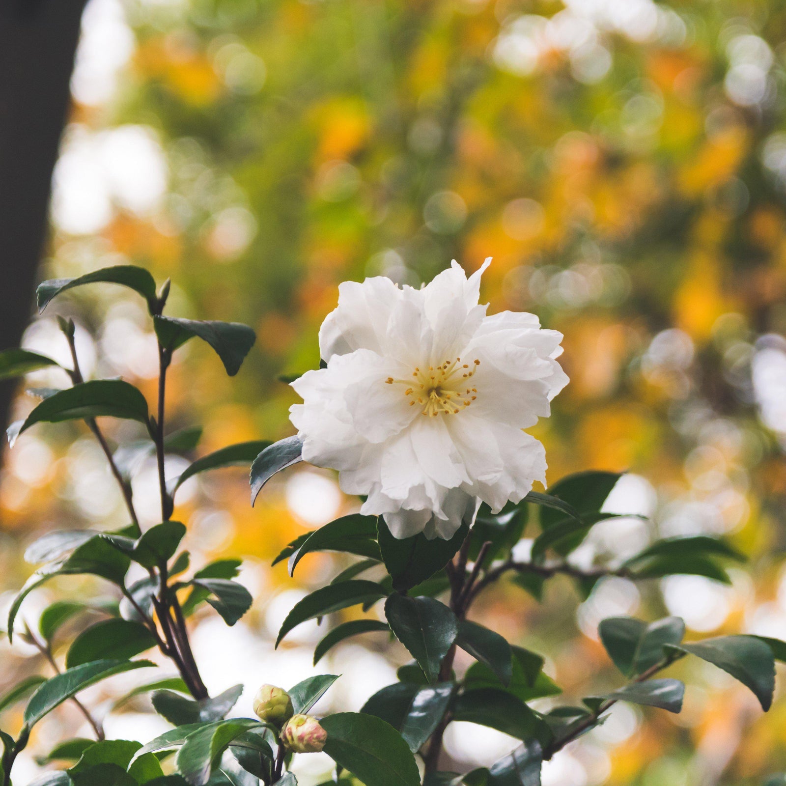 Camellia 'Winter's Snowman' ~ Winter's Snowman Ice Angels® Camellia-ServeScape