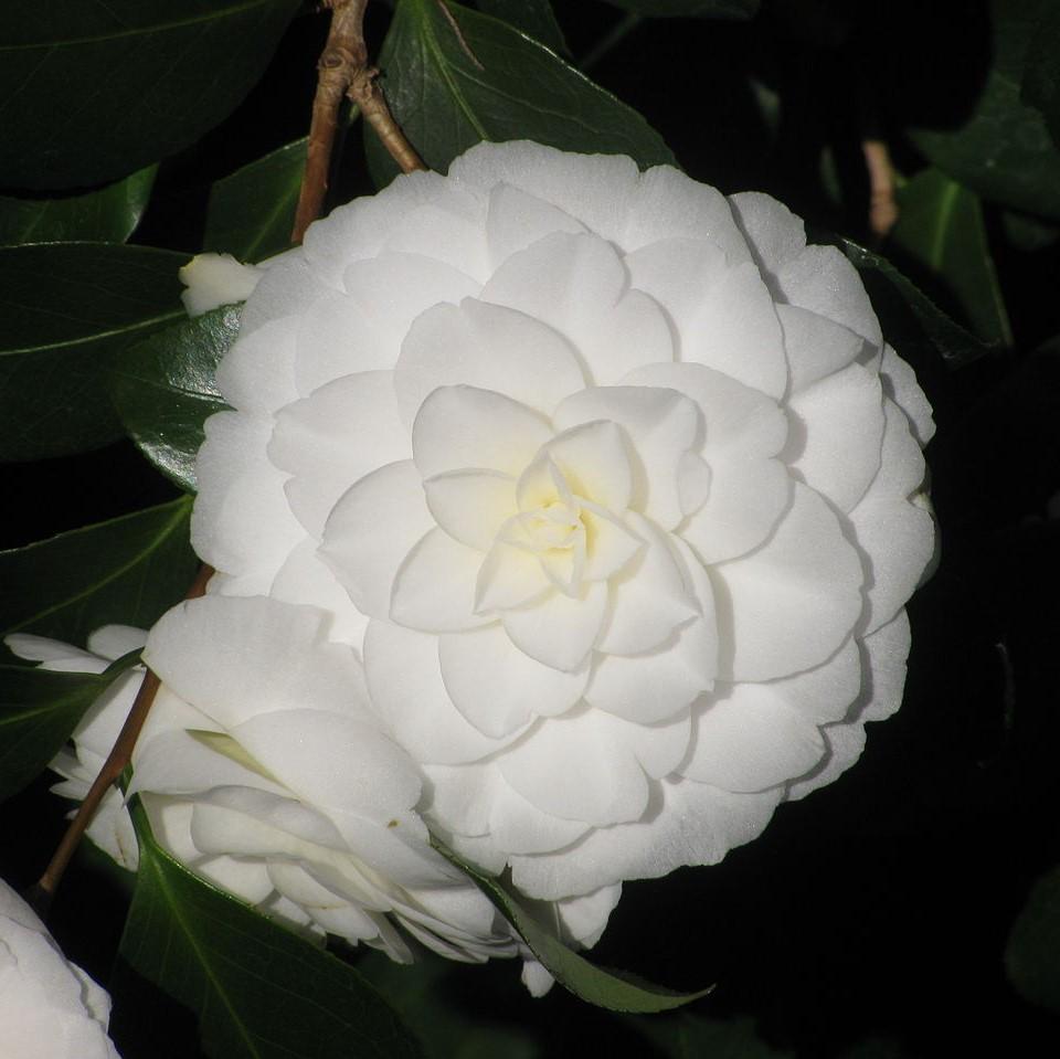 Camellia japonica 'Alba Plena' ~ Alba Plena Camelllia-ServeScape