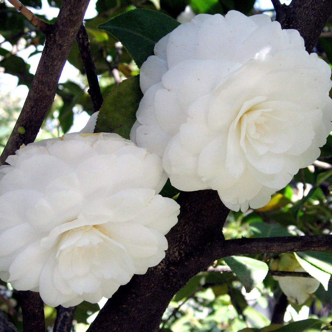 Camellia japonica 'Alba Plena' ~ Alba Plena Camelllia-ServeScape