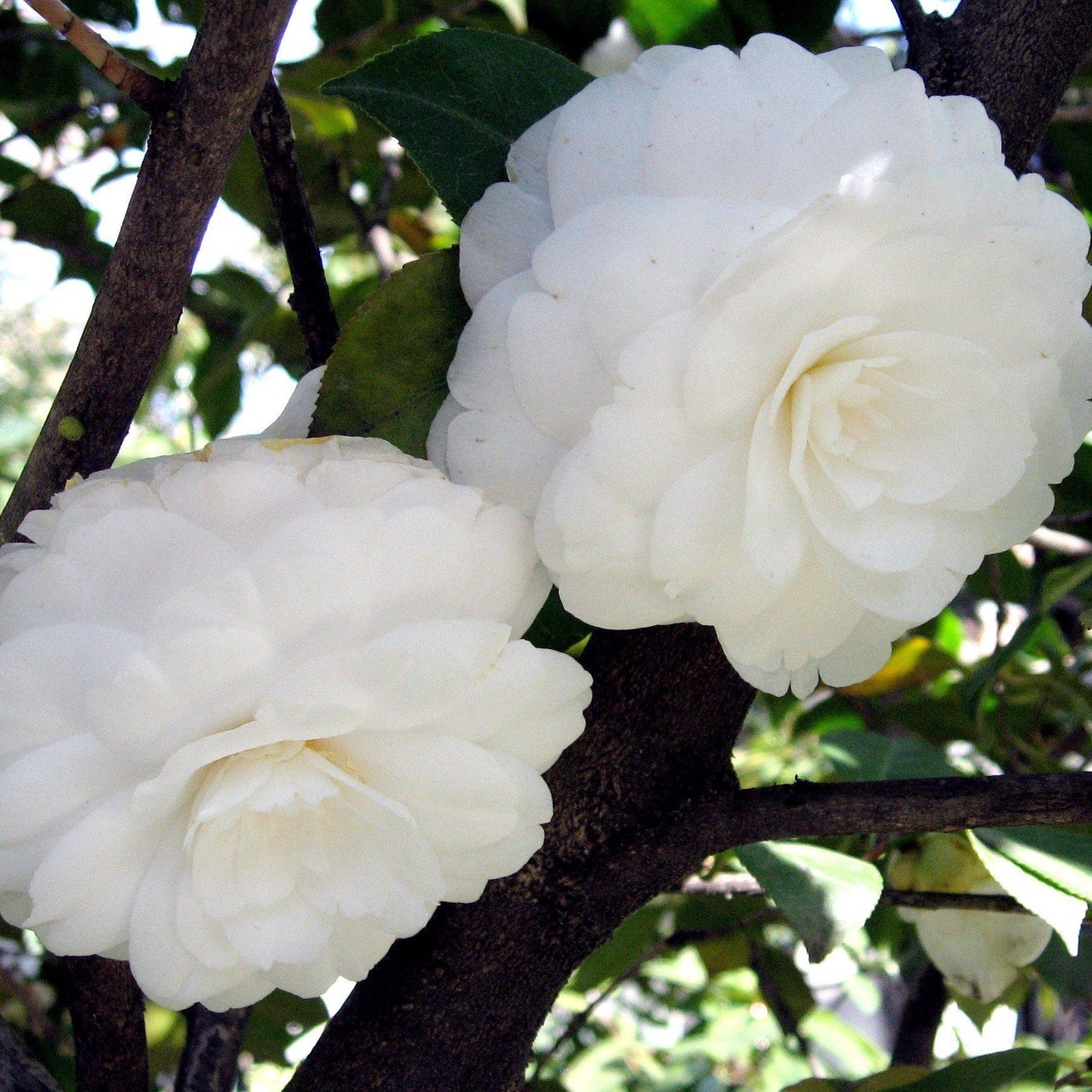 Camellia japonica 'Alba Plena' ~ Alba Plena Camelllia-ServeScape