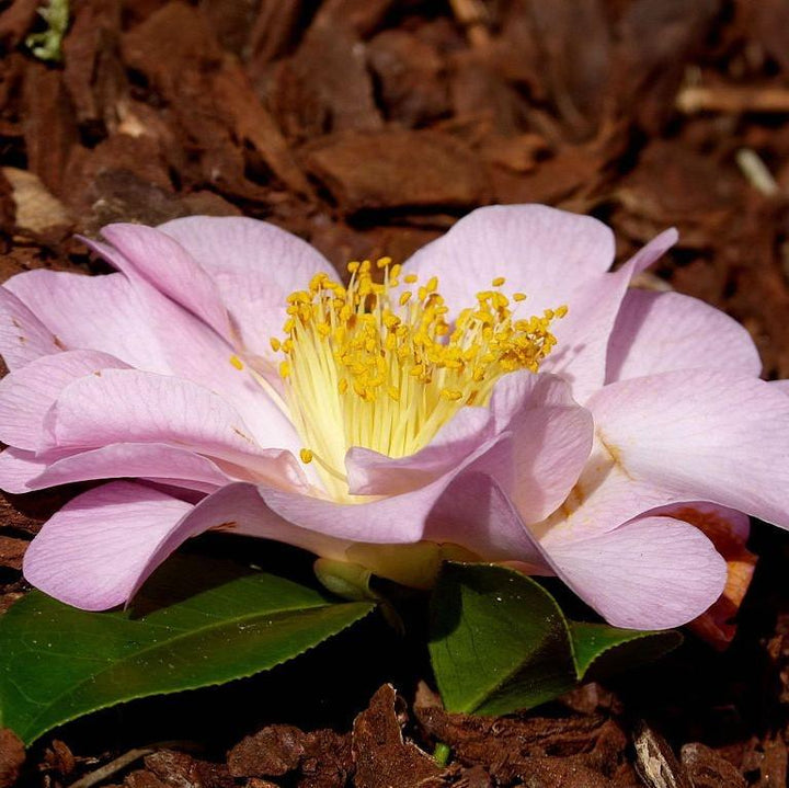 Camellia japonica 'April Blush' ~ April Blush Camellia-ServeScape