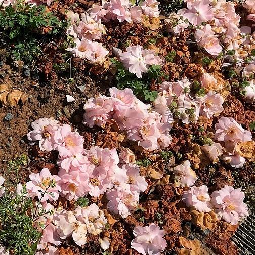 Camellia japonica 'April Blush' ~ April Blush Camellia-ServeScape