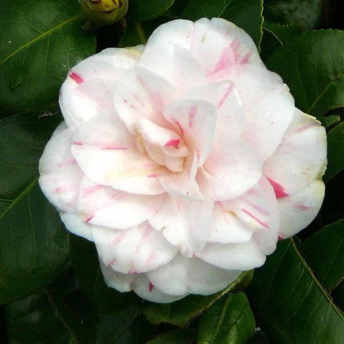 Camellia japonica 'April Dawn' ~ April Dawn Camellia-ServeScape