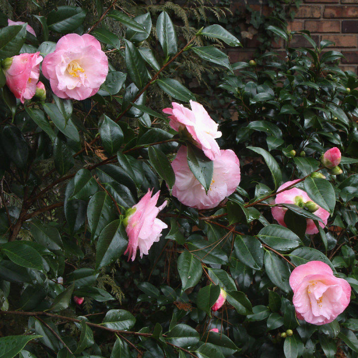 Camellia japonica 'April Remembered' ~ April Remembered Ice Angels® Camellia-ServeScape