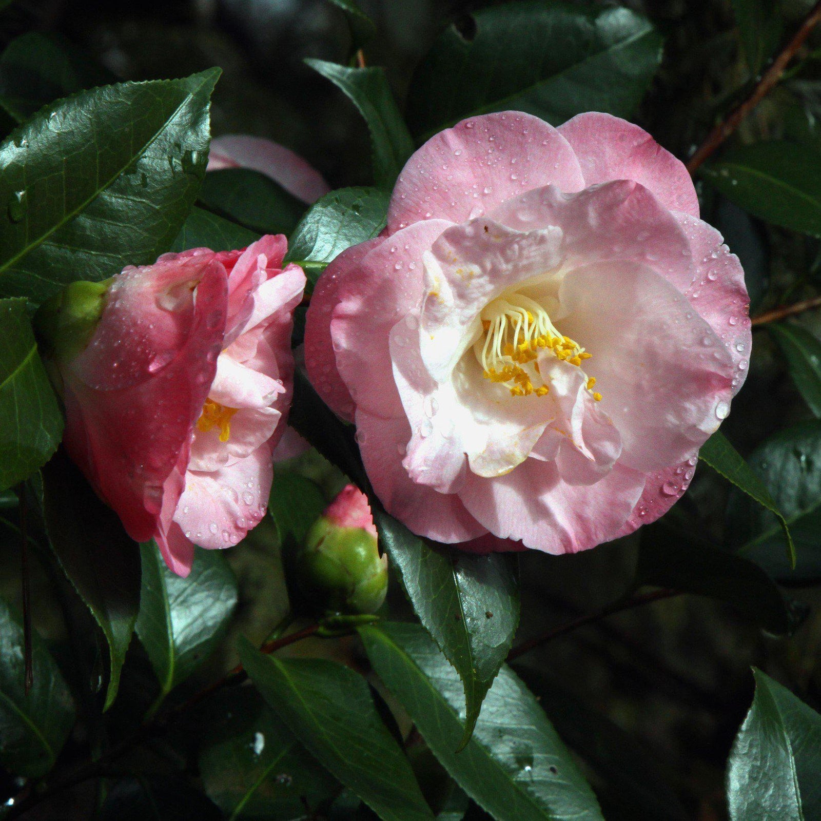 Camellia japonica 'April Remembered' ~ April Remembered Ice Angels® Camellia-ServeScape