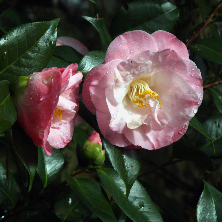 Camellia japonica 'April Remembered' ~ April Remembered Ice Angels® Camellia-ServeScape