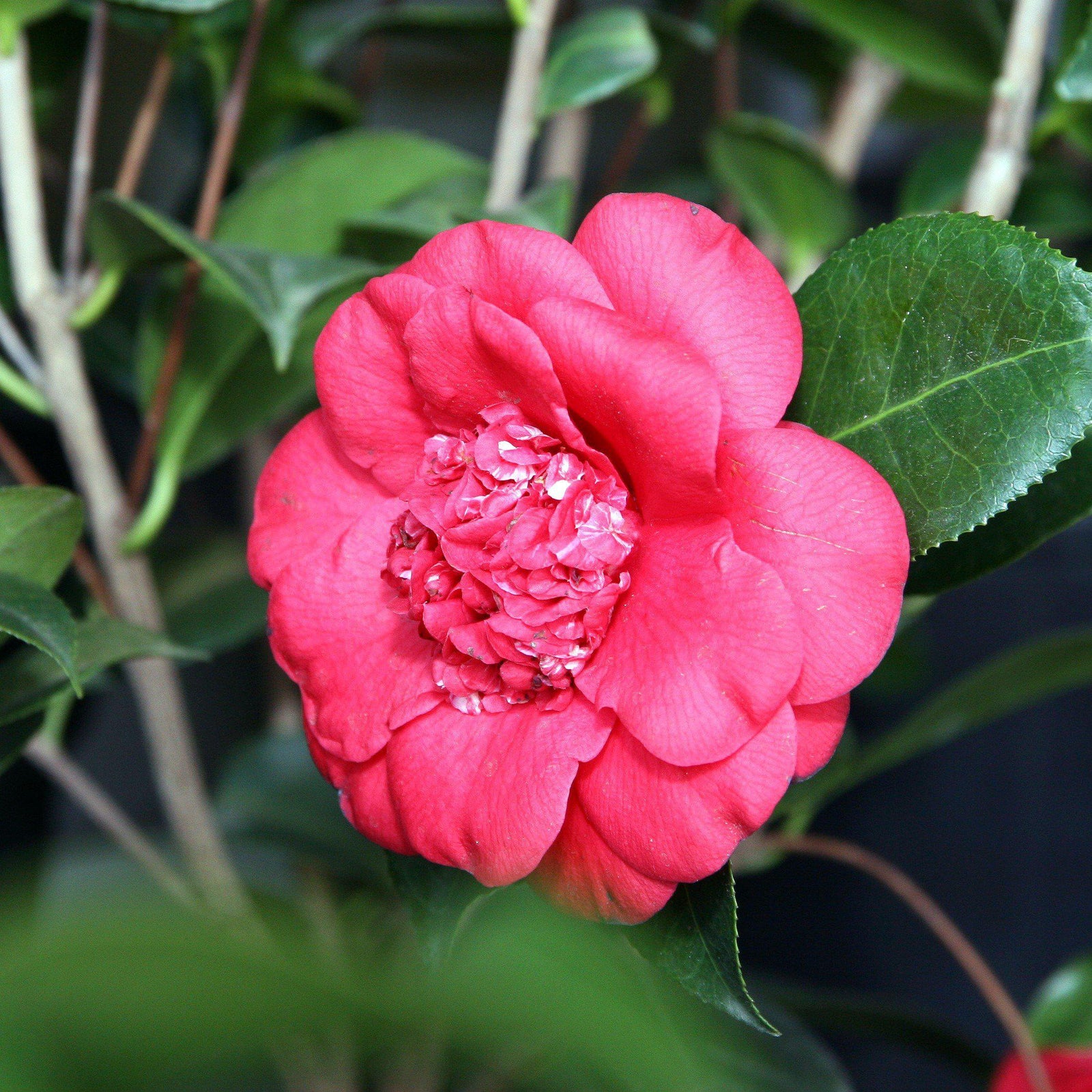 Camellia japonica 'April Tryst' ~ April Tryst Camellia-ServeScape